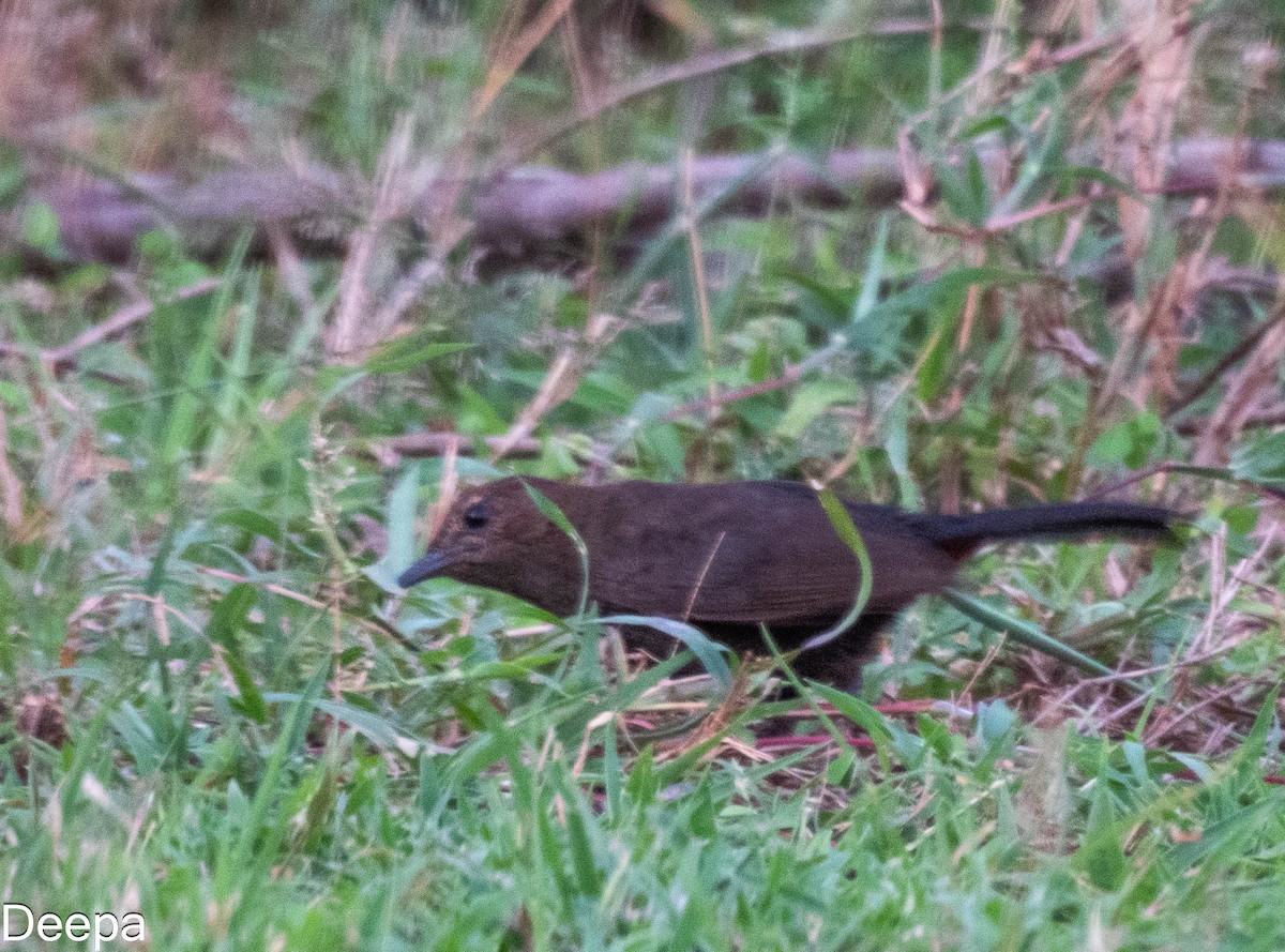 Indian Robin - Deepa Wimalasena