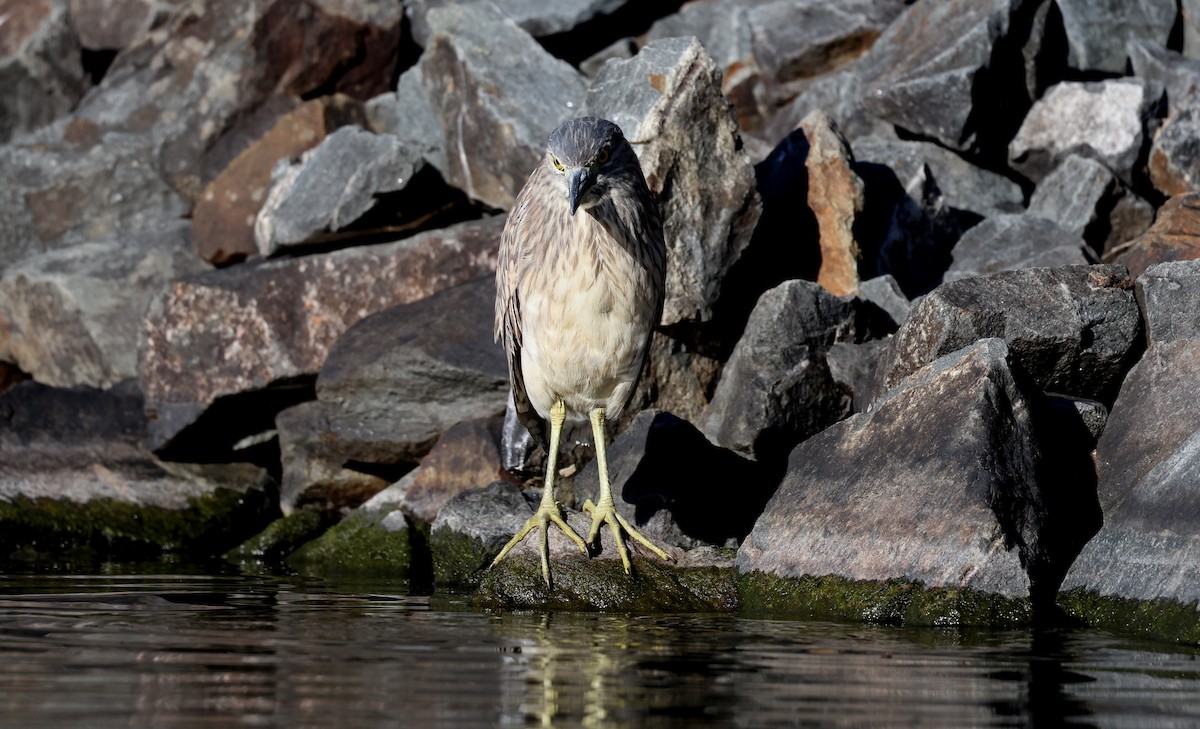 Striated Heron - ML620480653