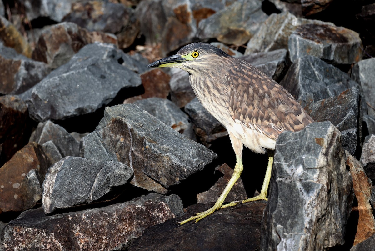 Striated Heron - ML620480655