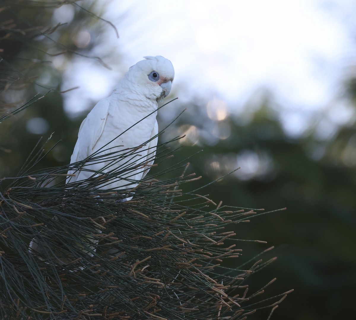 Cacatoès corella - ML620480657