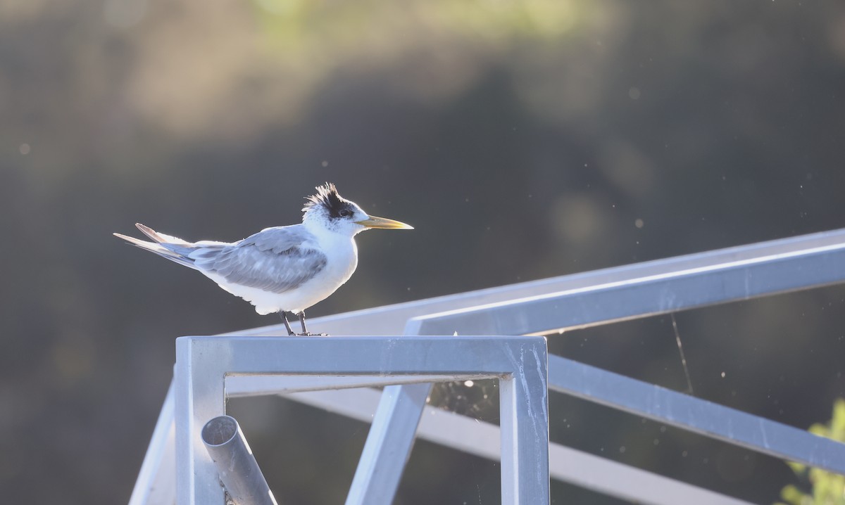 Great Crested Tern - ML620480658