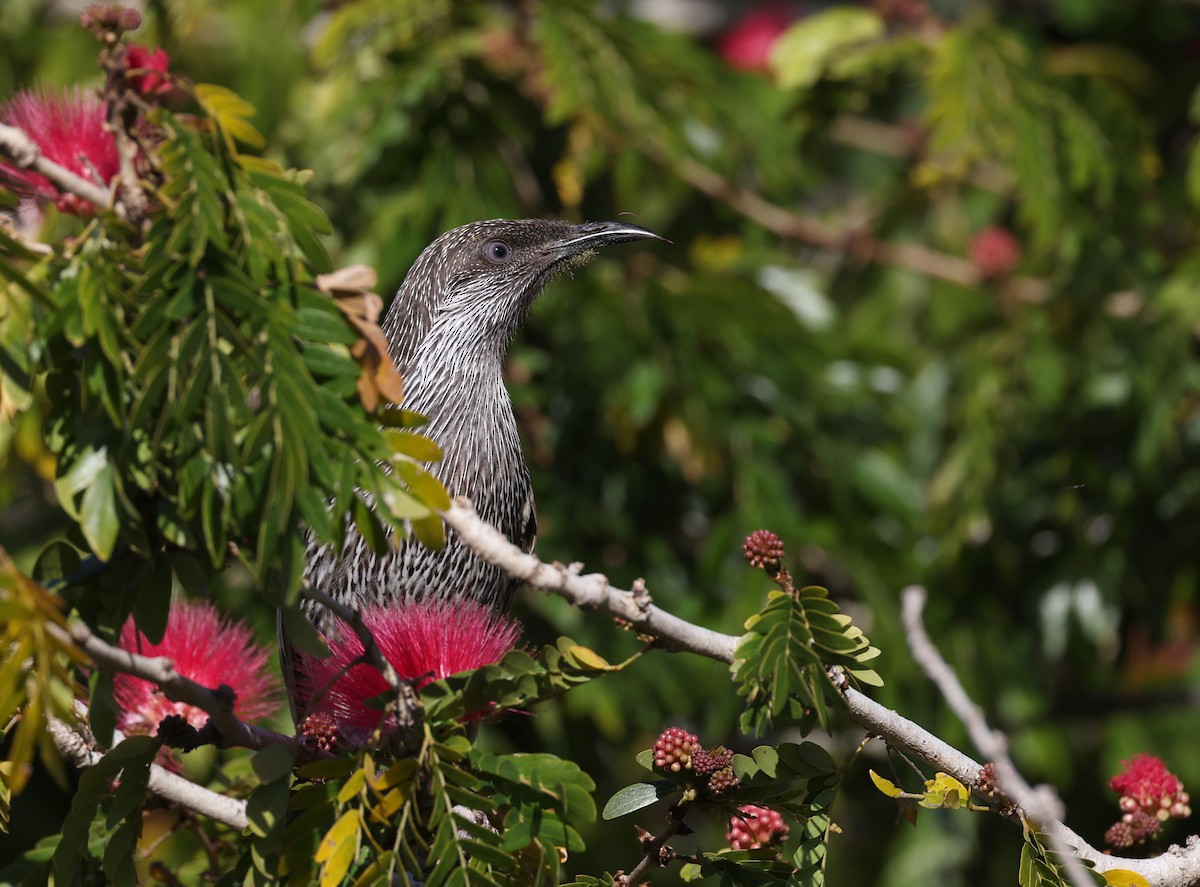 Little Wattlebird - ML620480661