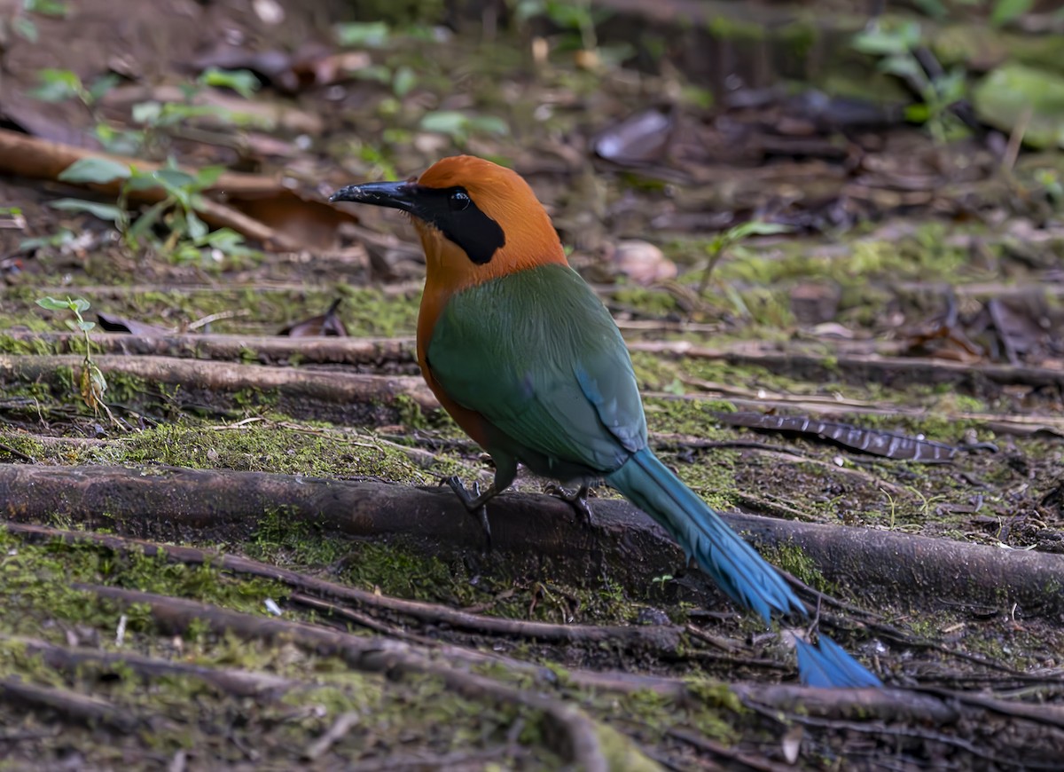 Rufous Motmot - ML620480666