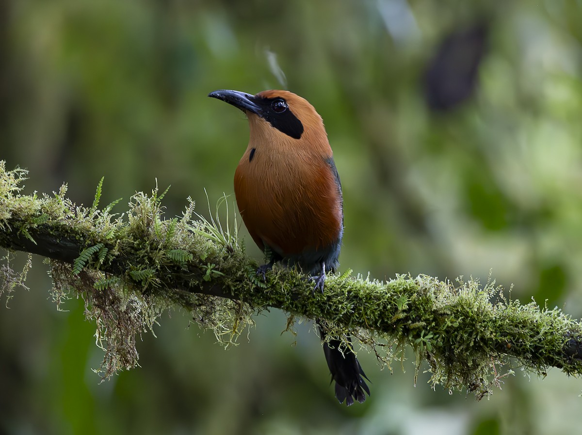 Rufous Motmot - José Luís Massoco