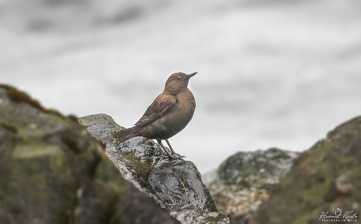 Brown Dipper - ML620480668