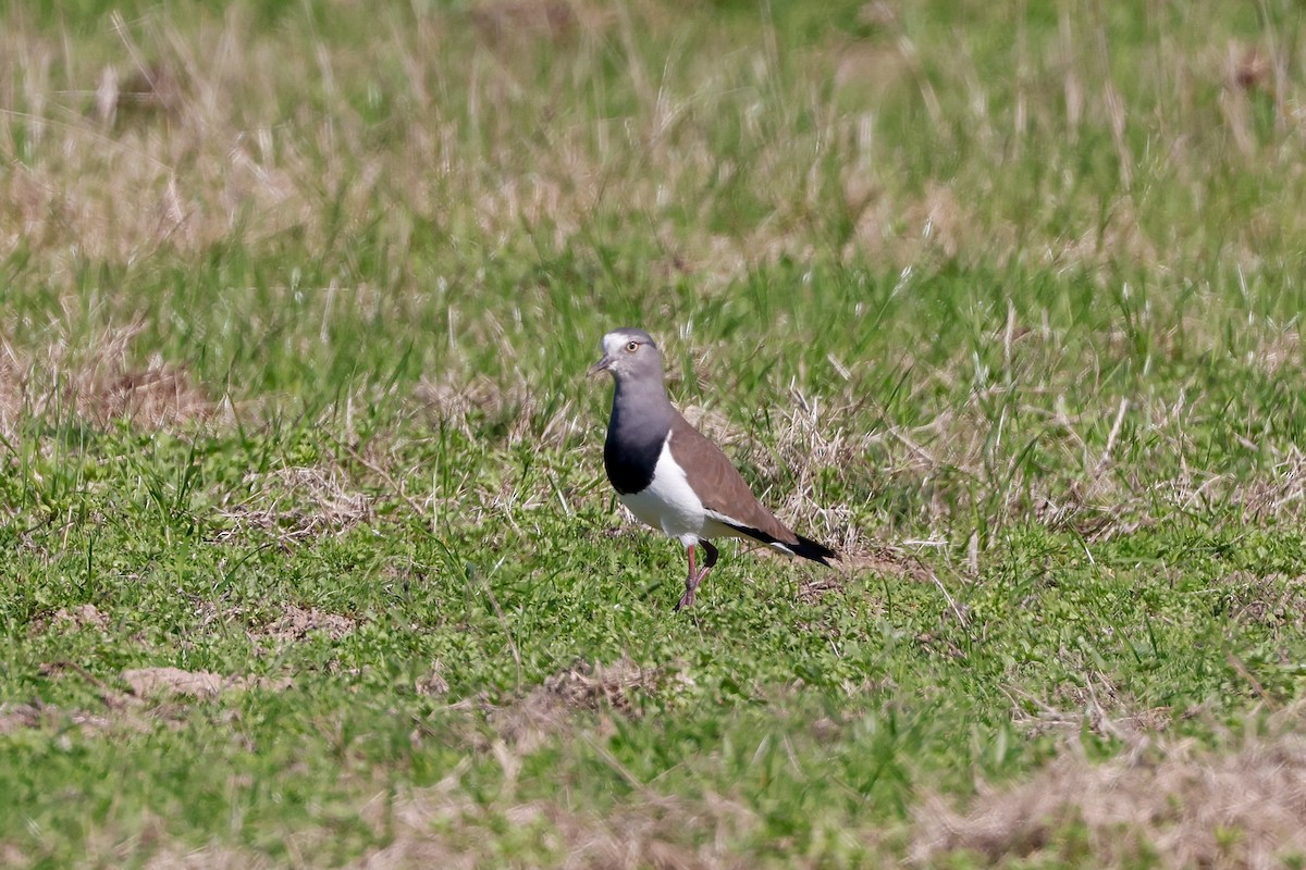 Black-winged Lapwing - ML620480669