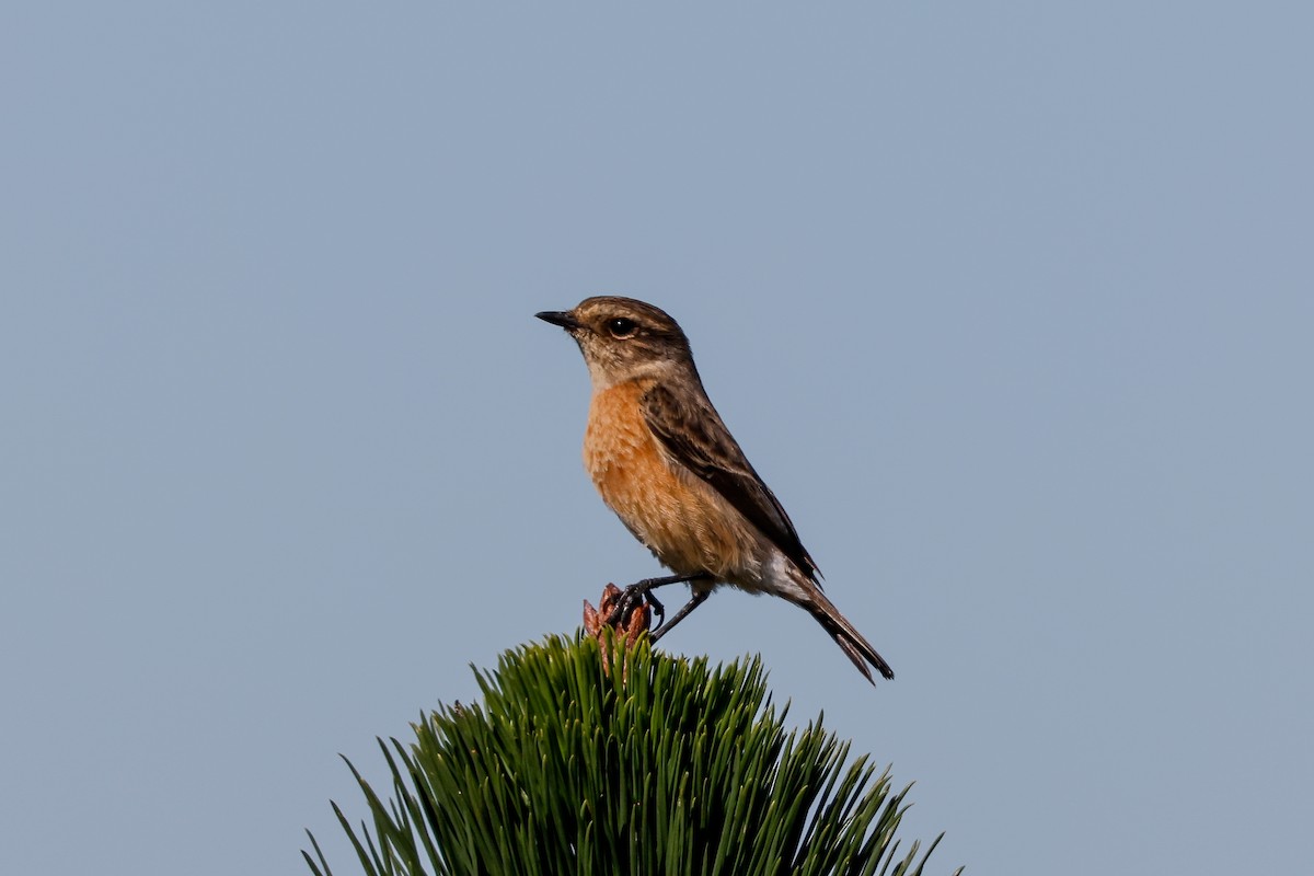 African Stonechat - ML620480675