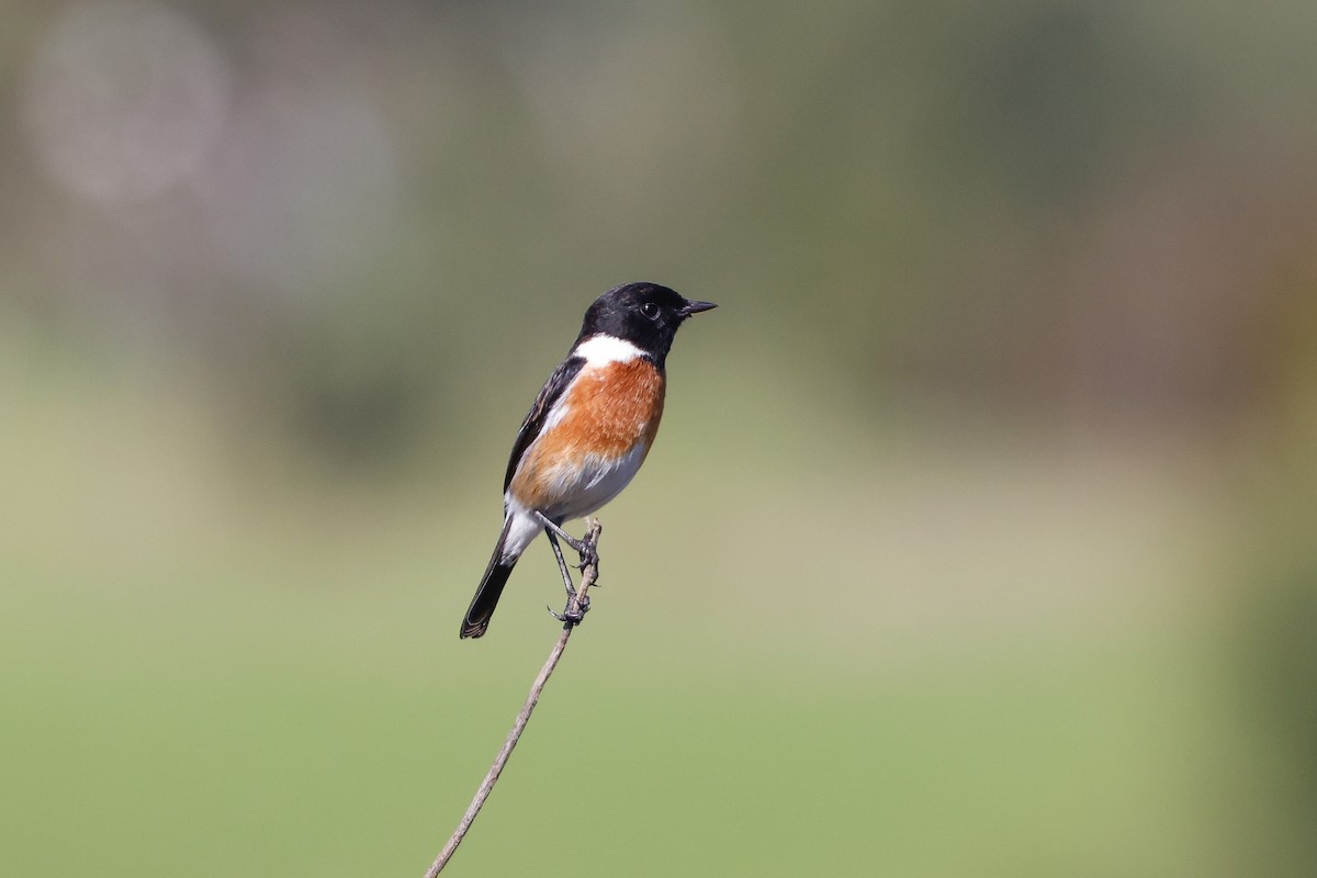 African Stonechat - ML620480676