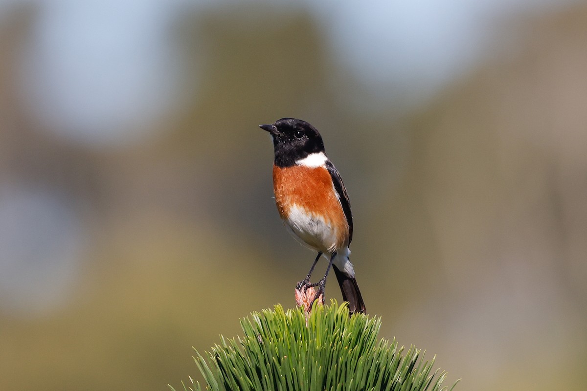 African Stonechat - ML620480677