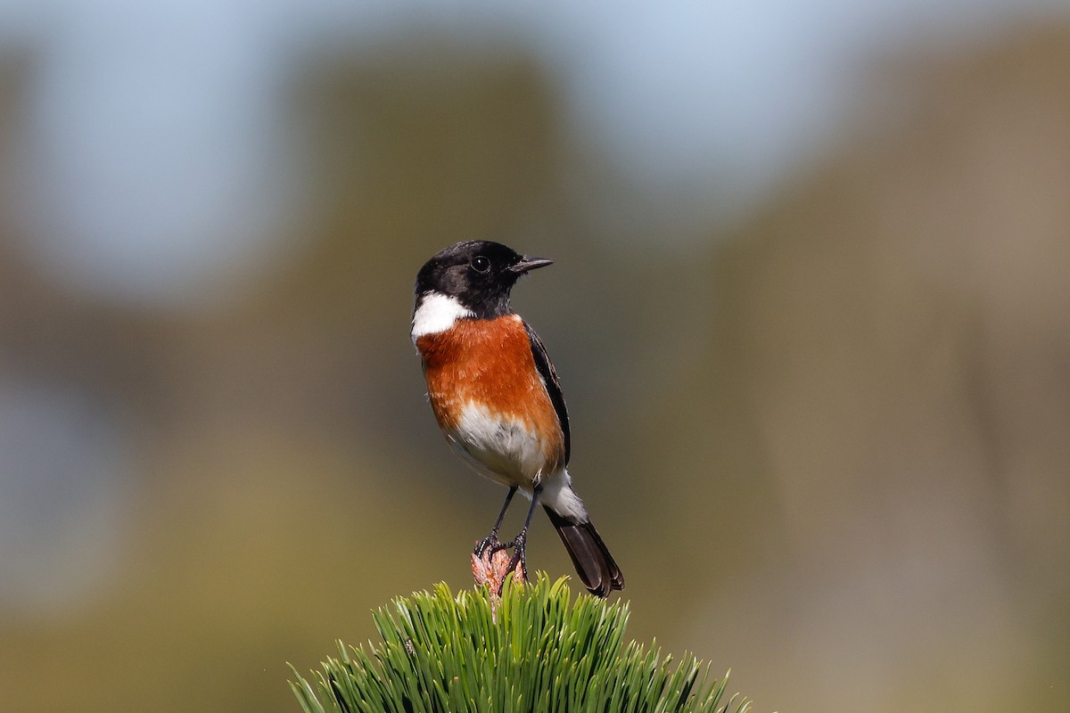 African Stonechat - ML620480678