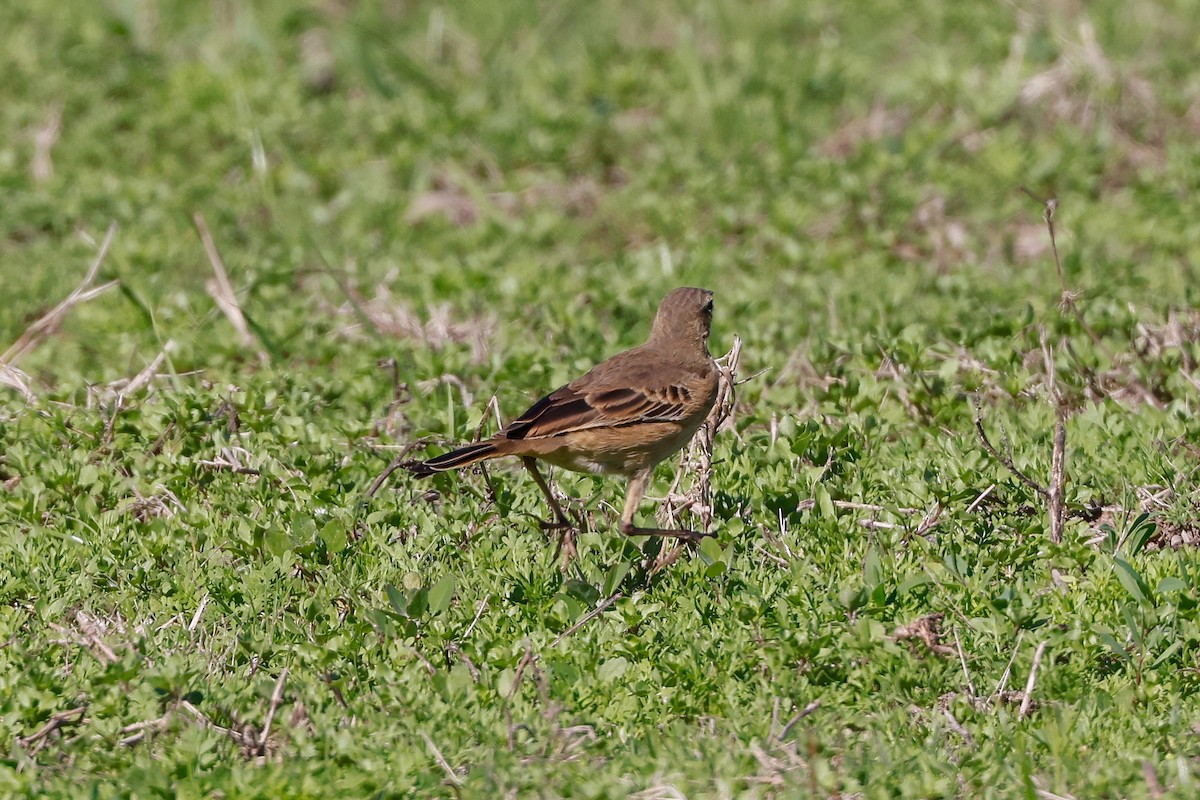 Plain-backed Pipit - ML620480679