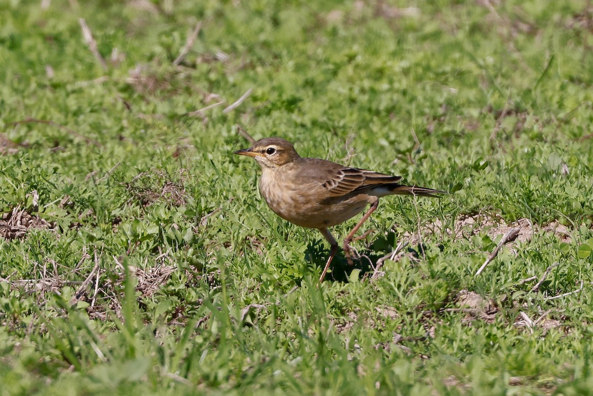 Plain-backed Pipit - ML620480680