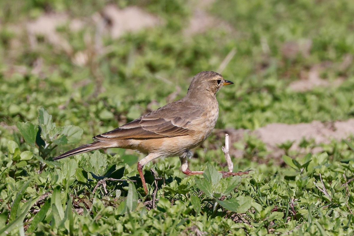 Plain-backed Pipit - ML620480682