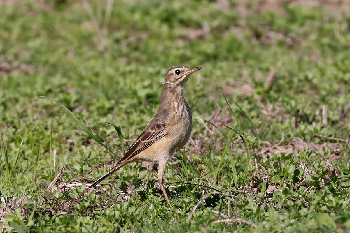 Plain-backed Pipit - ML620480683