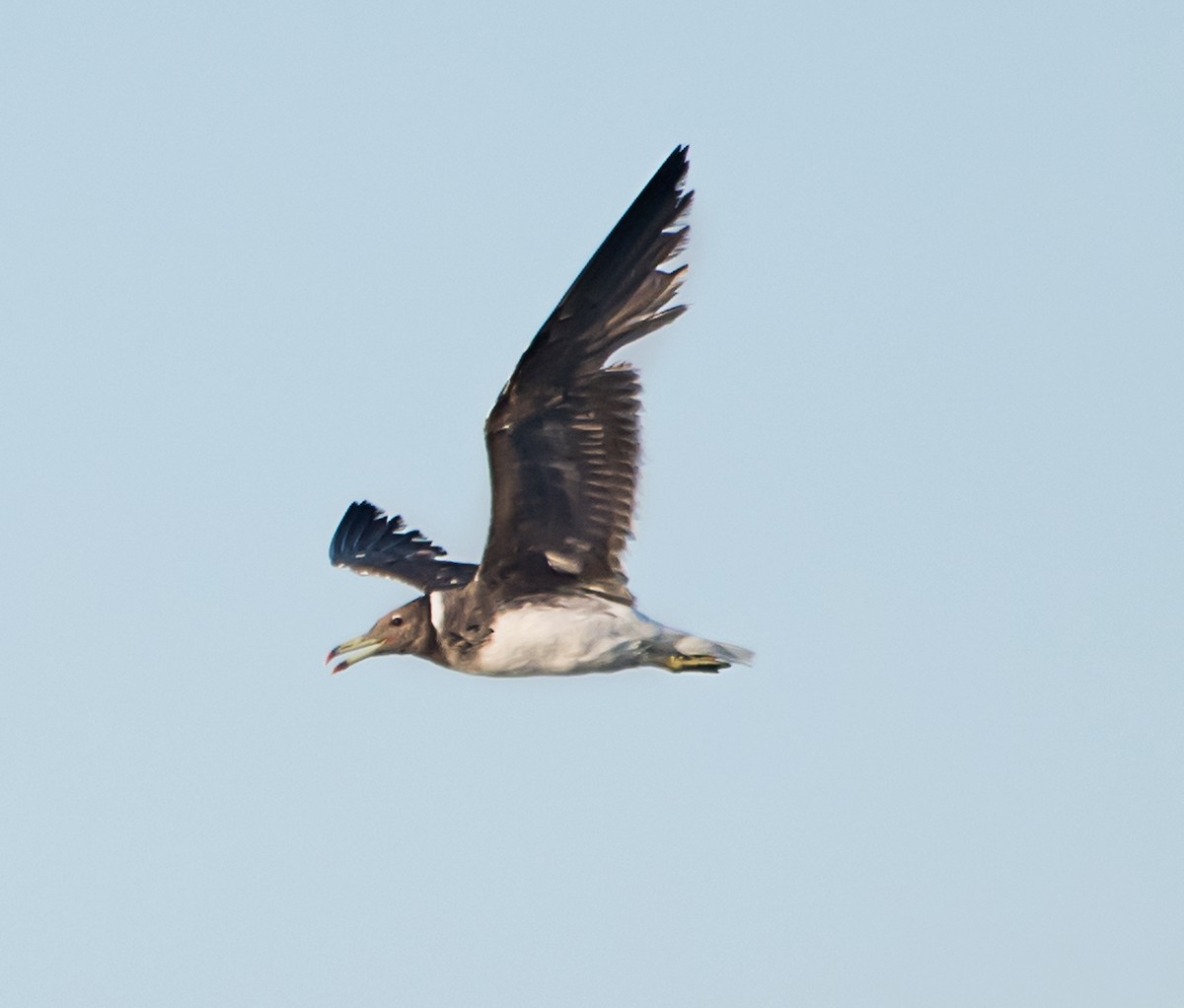 Sooty Gull - ML620480685