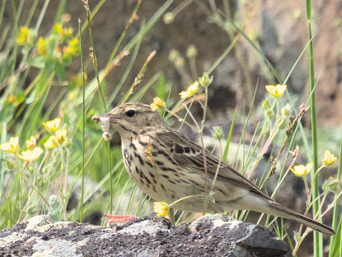 Tree Pipit - ML620480690