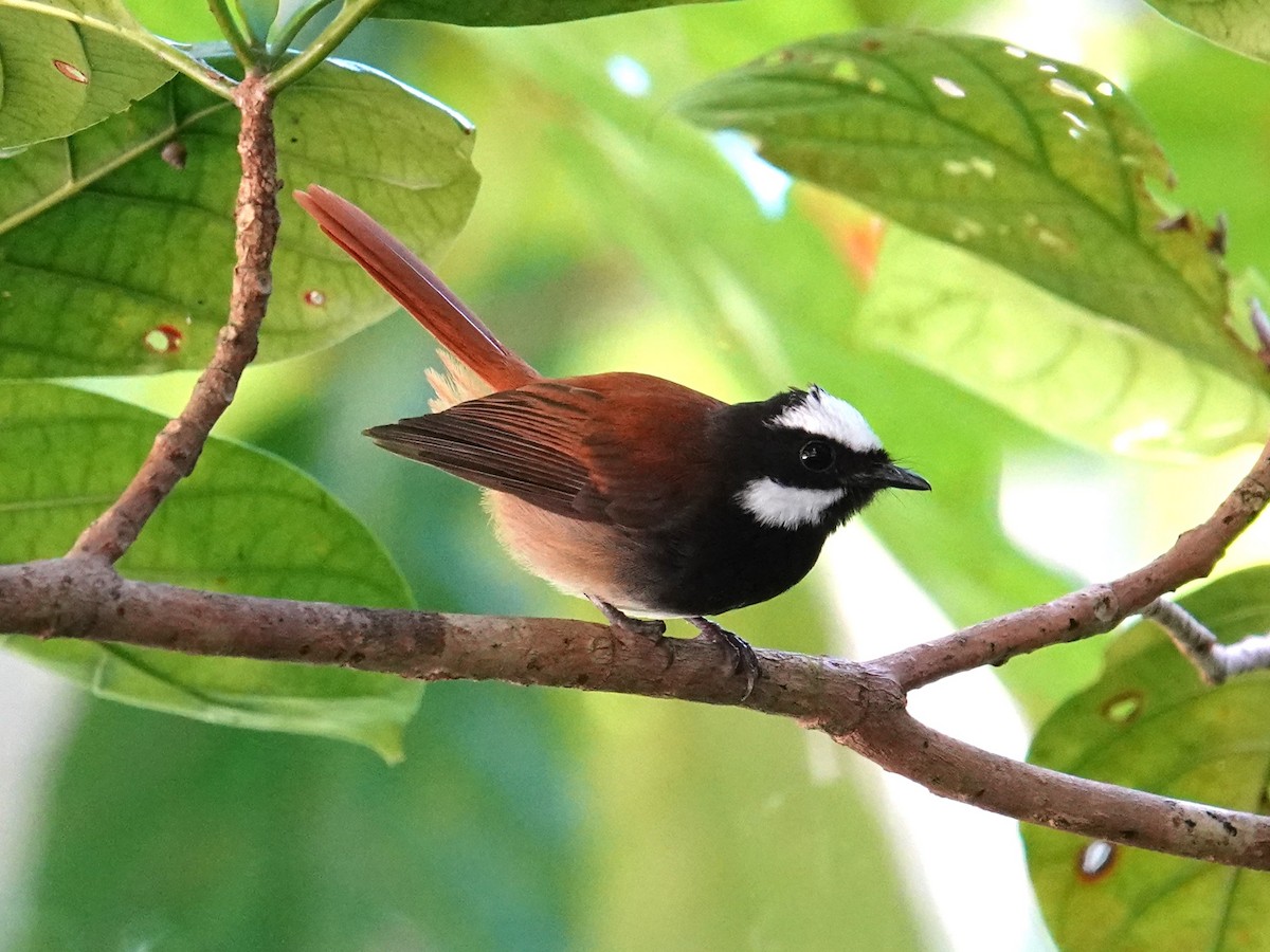 Mussau Fantail - Steve Kornfeld