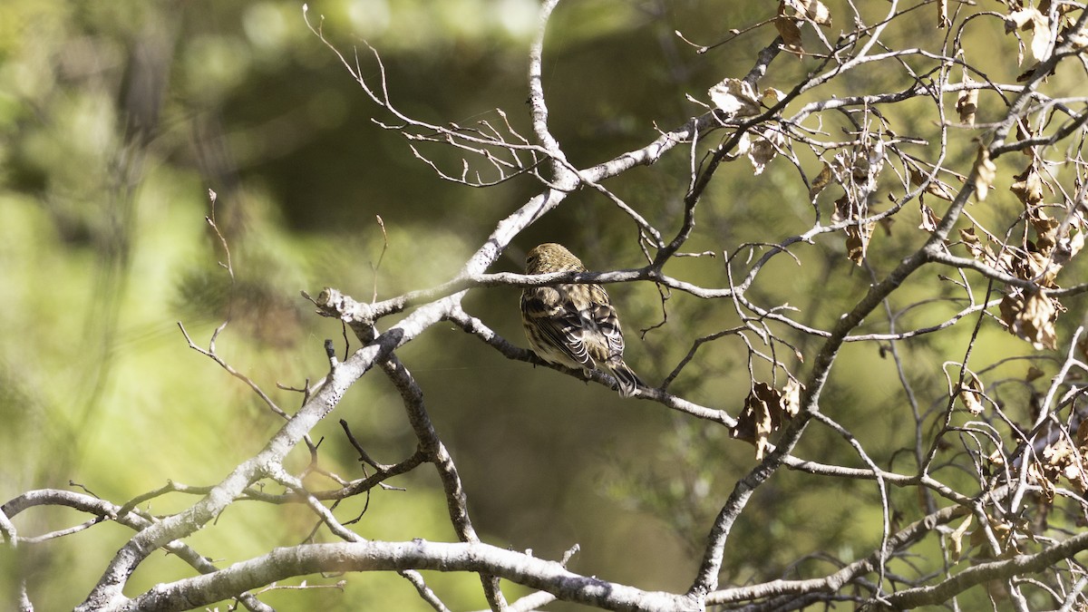 Lesser Redpoll - ML620480698