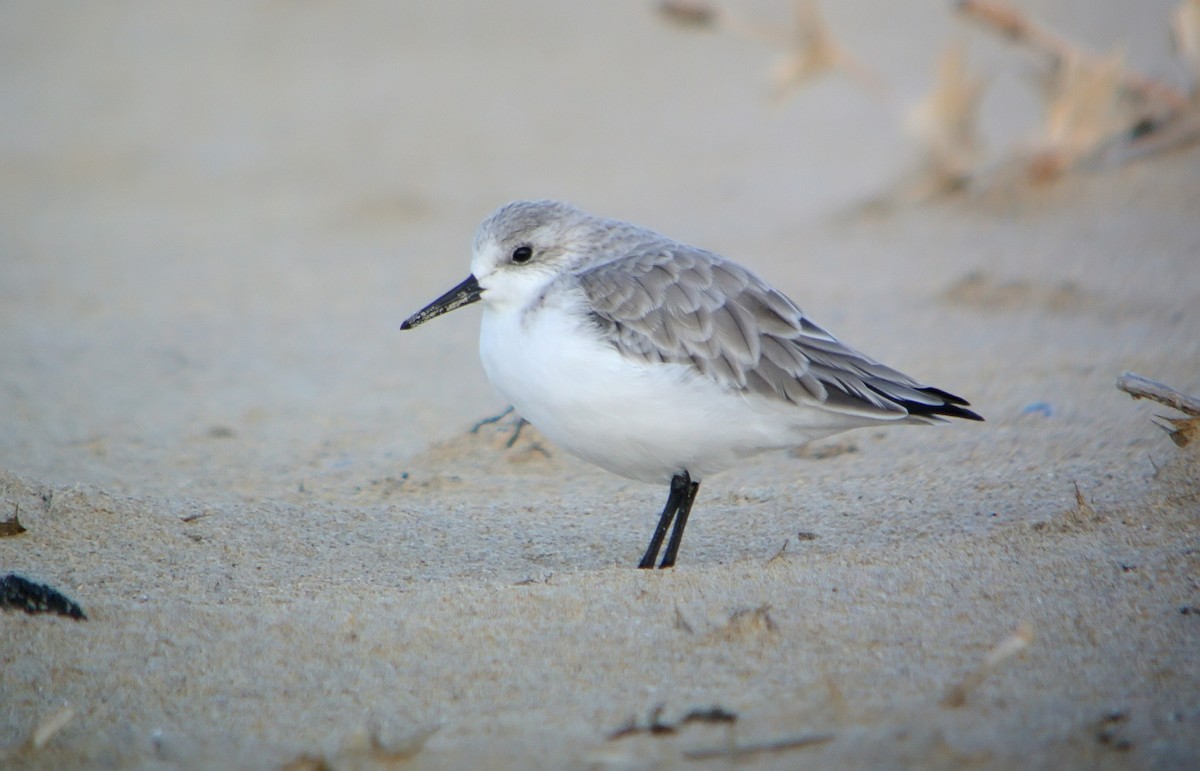 Sanderling - ML620480699