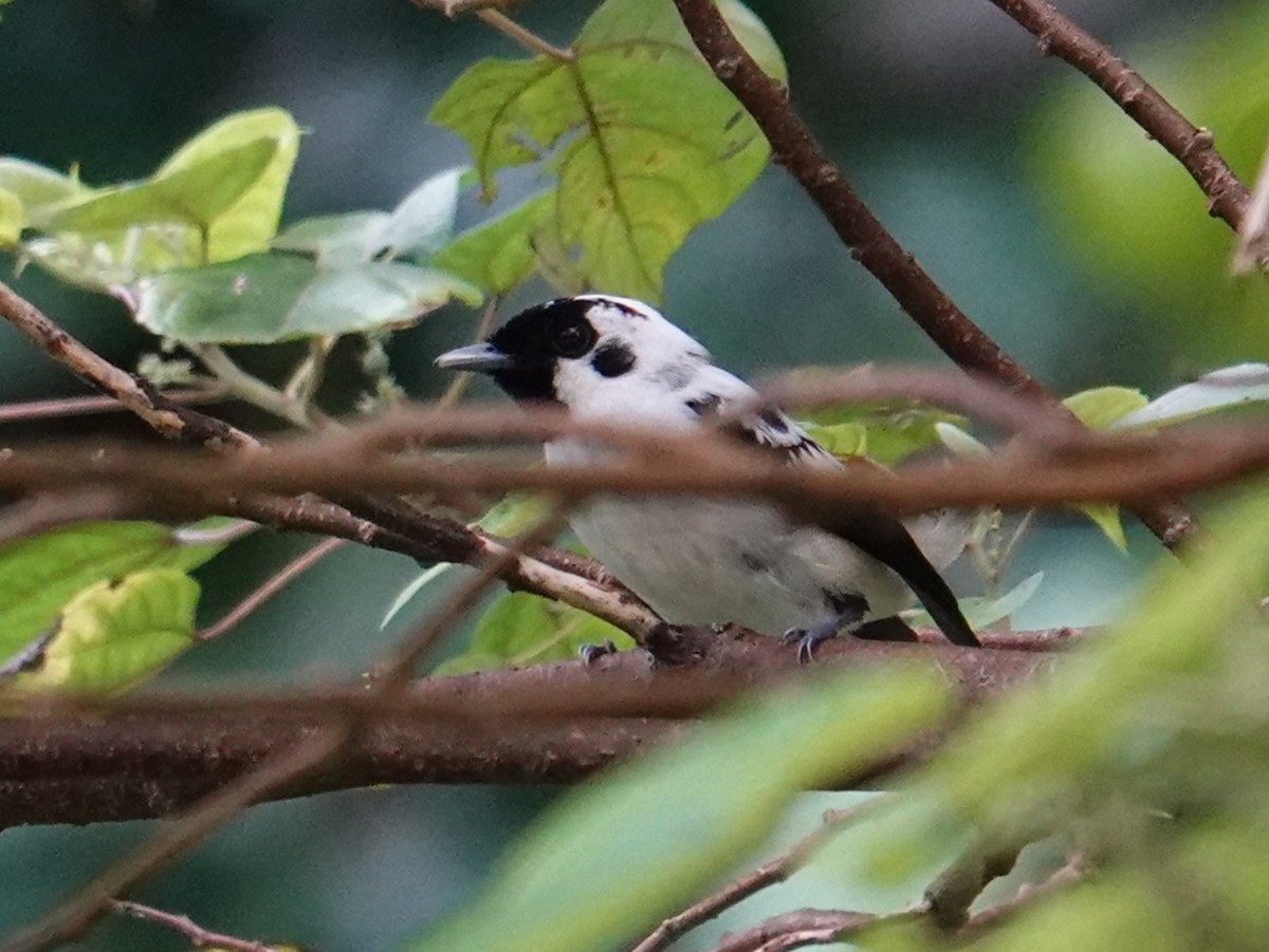 White-breasted Monarch - ML620480702