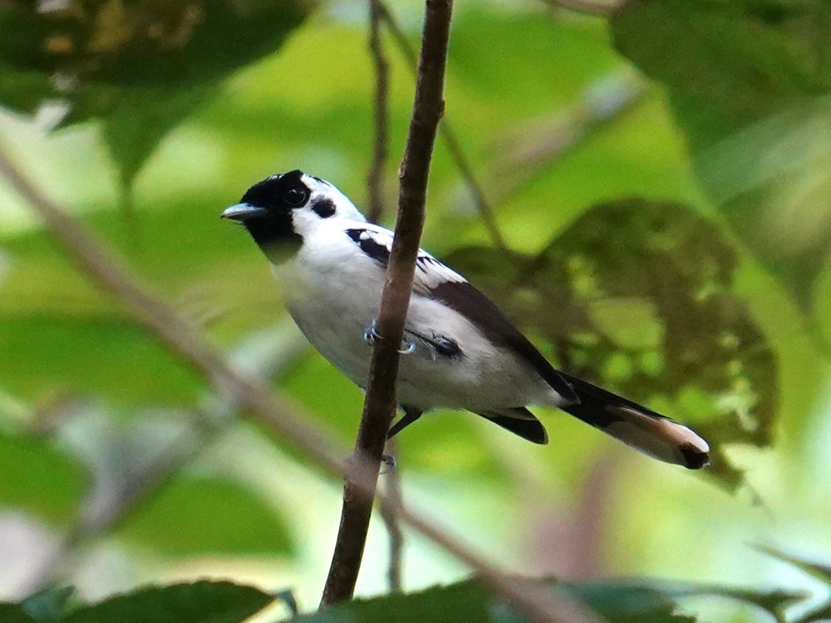 White-breasted Monarch - ML620480704