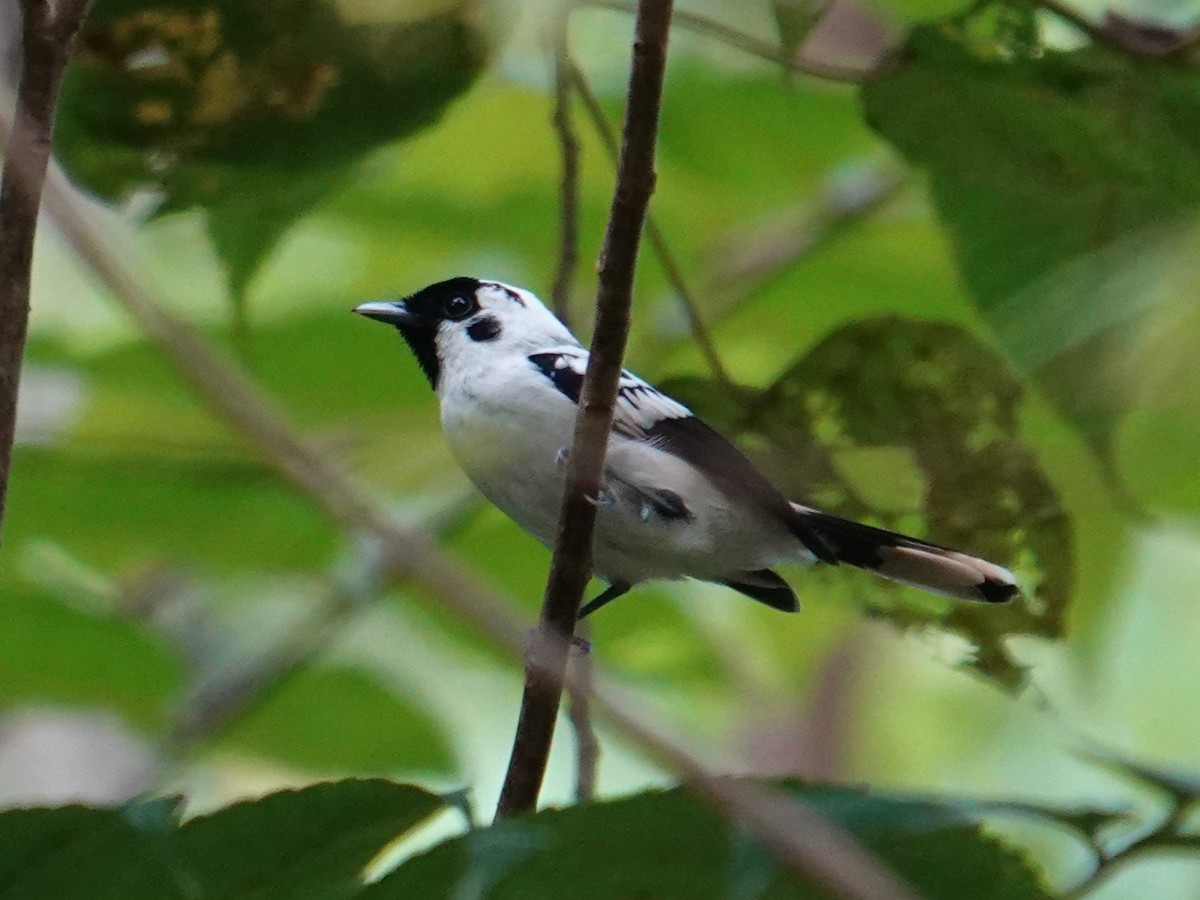 White-breasted Monarch - ML620480705