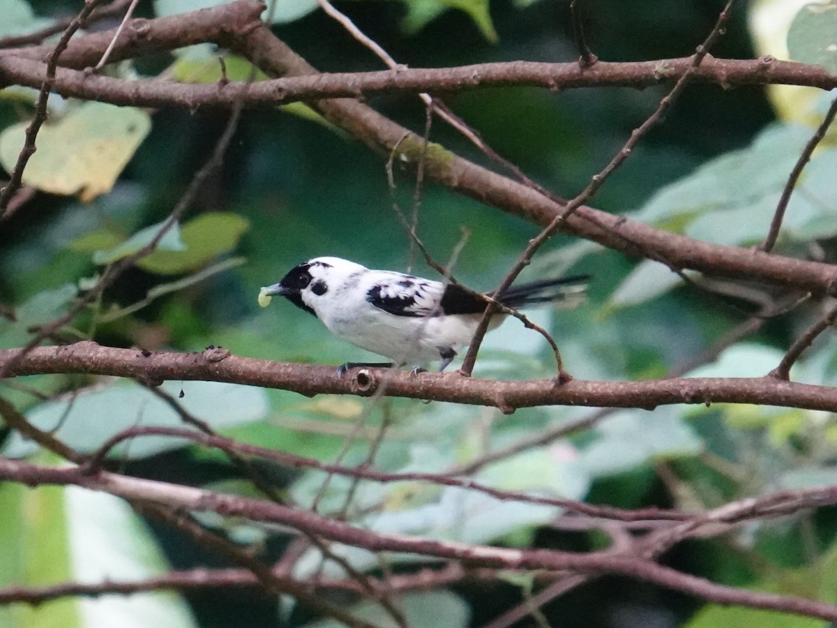 White-breasted Monarch - ML620480707