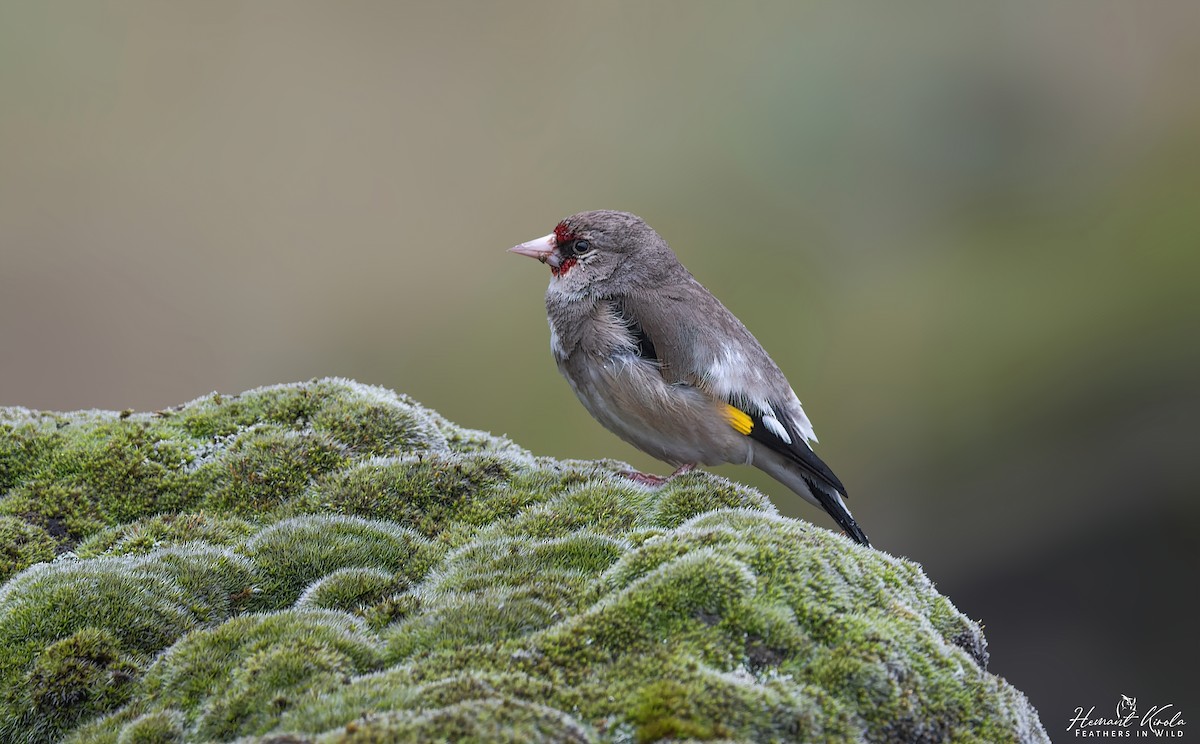 European Goldfinch - ML620480708