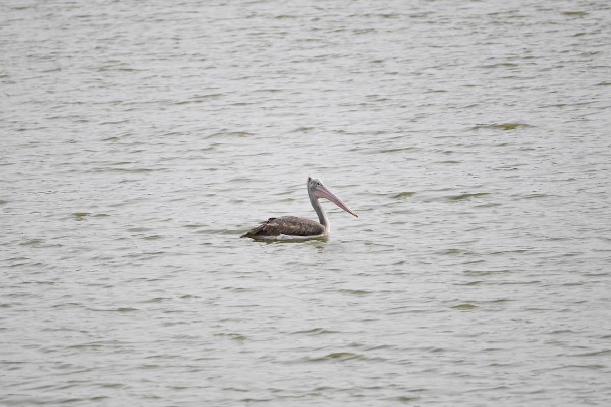 Spot-billed Pelican - Aditya Pradhan