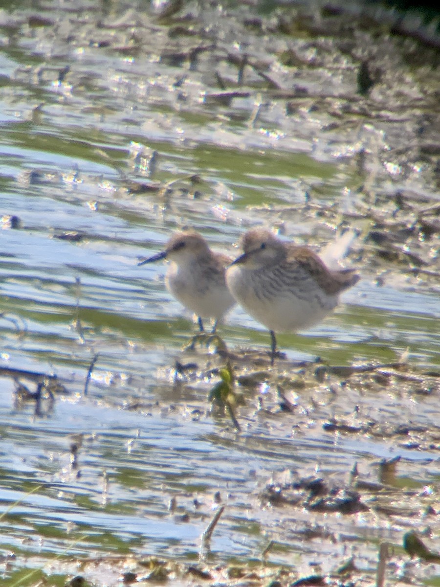 White-rumped Sandpiper - ML620480711