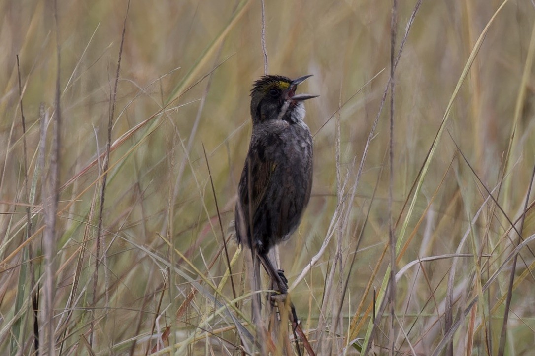 Seaside Sparrow (Gulf of Mexico) - ML620480714