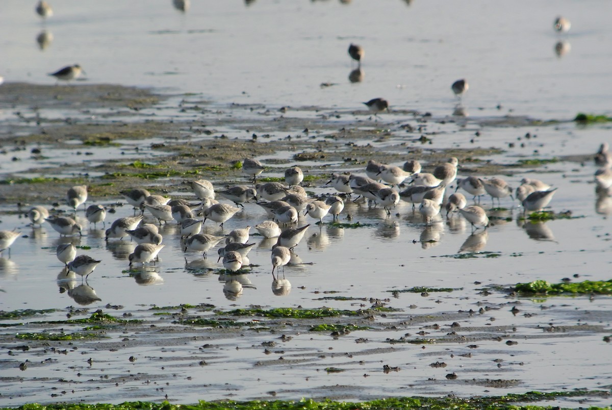 Sanderling - Delfin Gonzalez