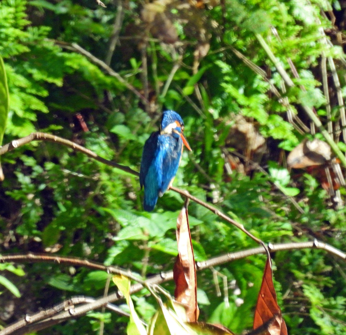 Common Kingfisher (Common) - ML620480718