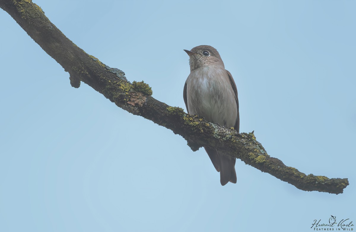 Dark-sided Flycatcher - ML620480719