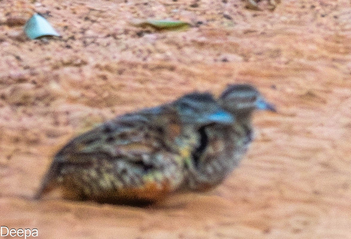 Barred Buttonquail - ML620480720