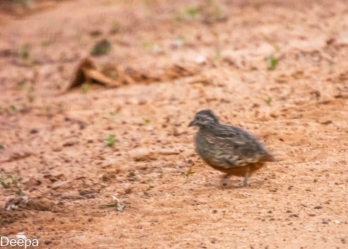 Barred Buttonquail - ML620480721