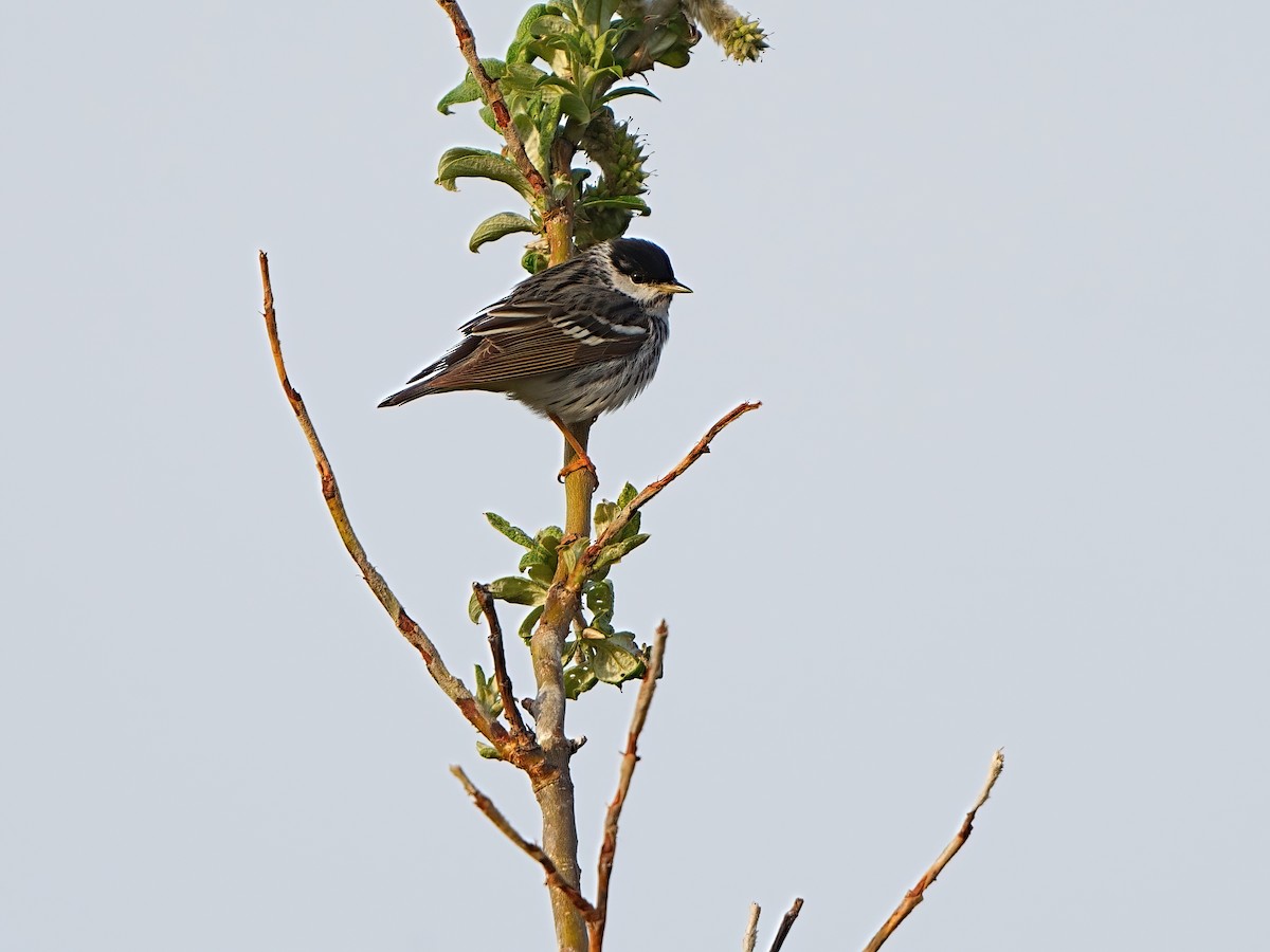 Blackpoll Warbler - ML620480726