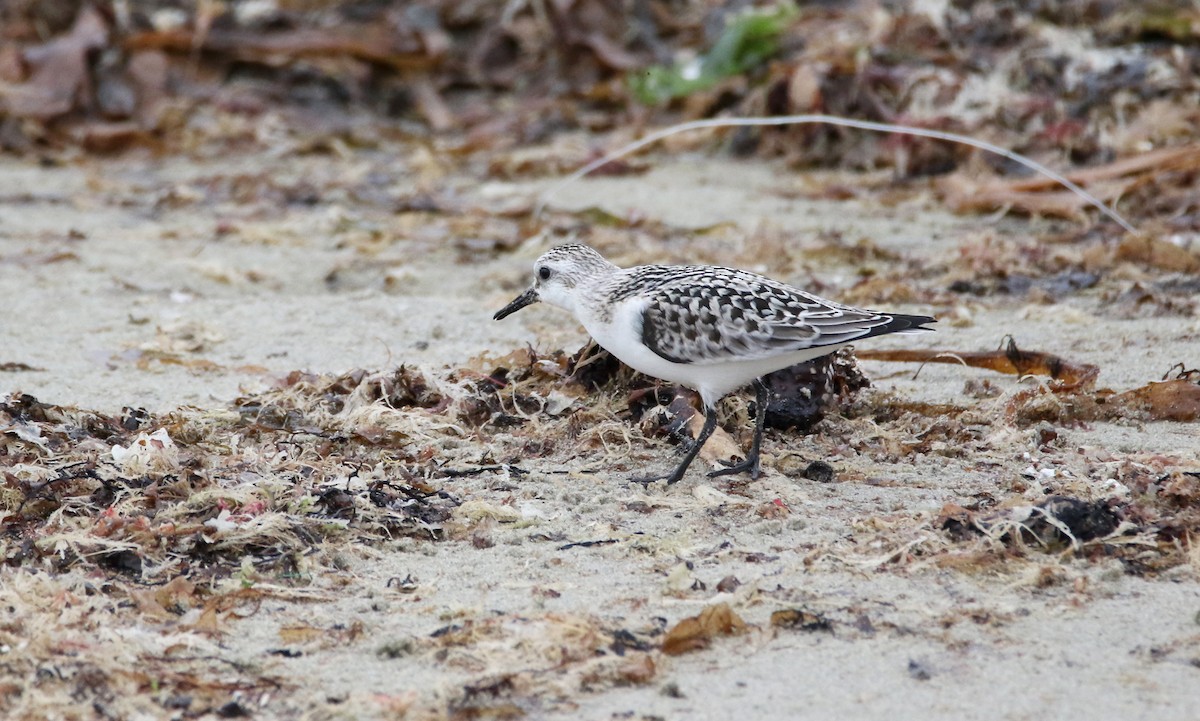 Sanderling - ML620480727