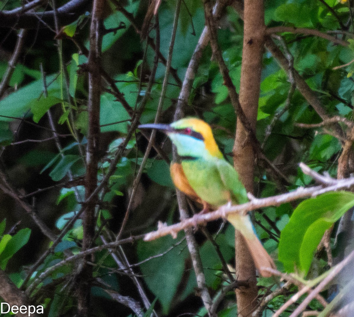 Asian Green Bee-eater - ML620480729