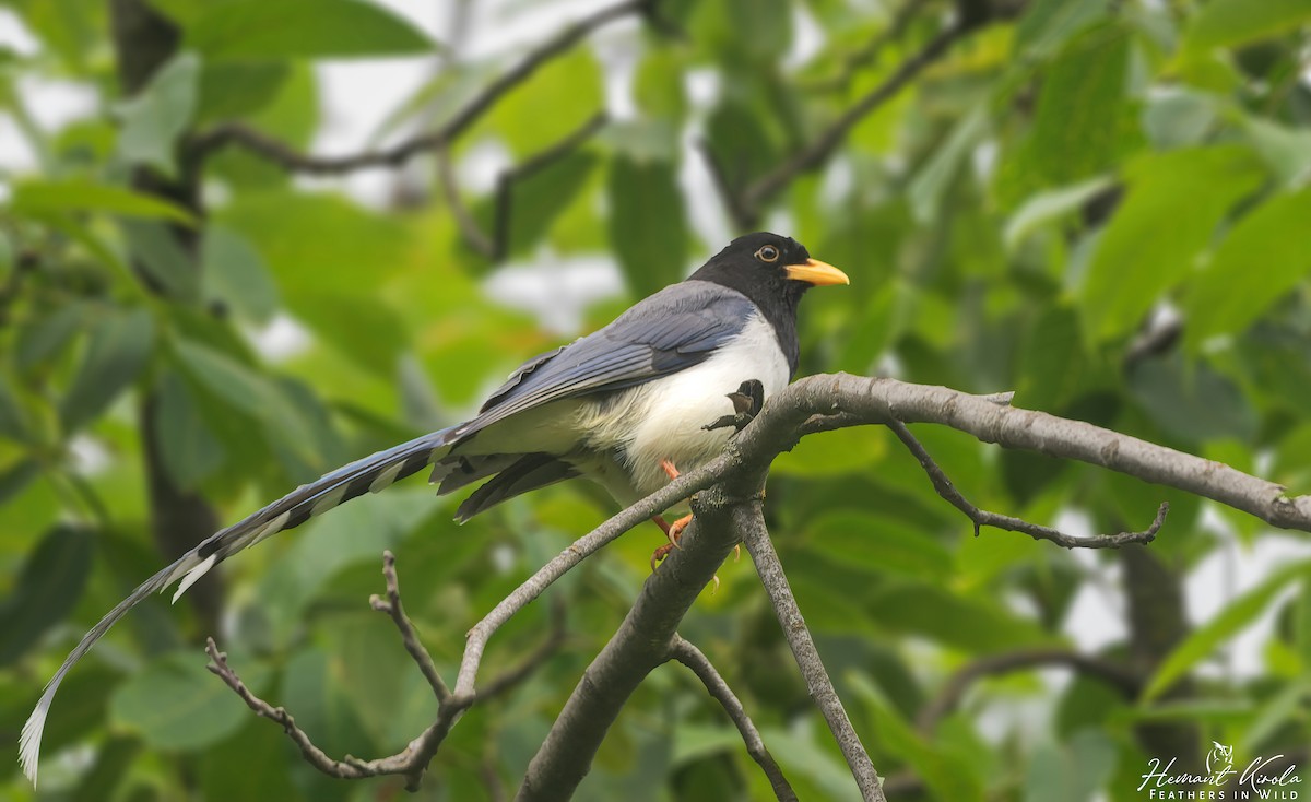 Yellow-billed Blue-Magpie - ML620480738