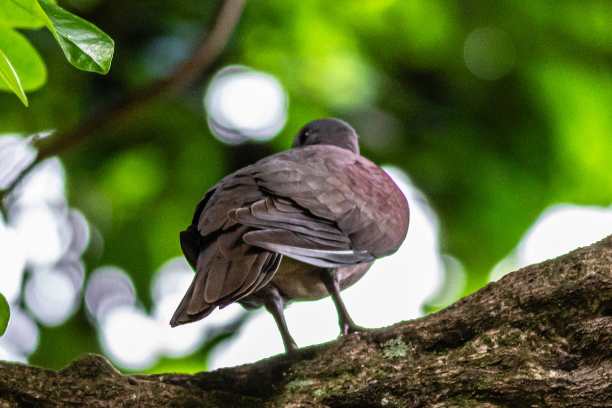 Pigeon de Madagascar - ML620480739
