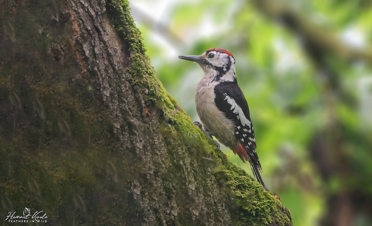 Himalayan Woodpecker - ML620480747