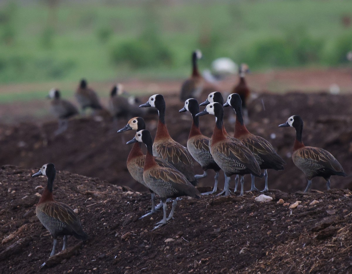 White-faced Whistling-Duck - ML620480749