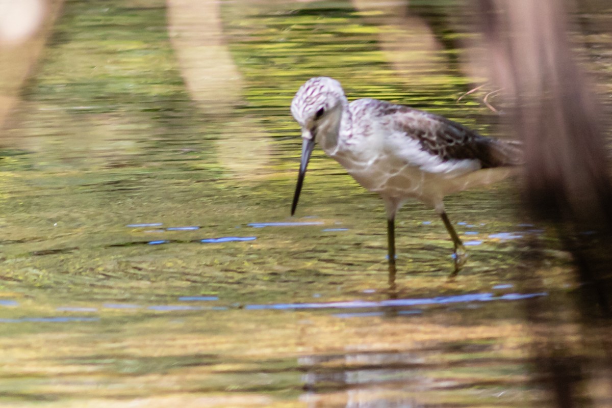 Common Greenshank - ML620480760