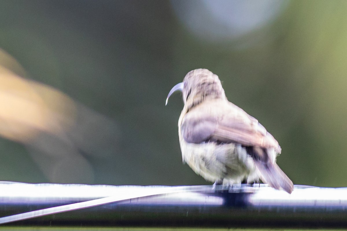 Seychelles Sunbird - ML620480767