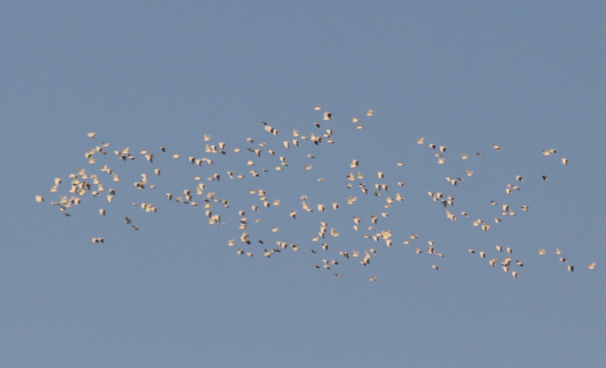 Cacatoès corella - ML620480776