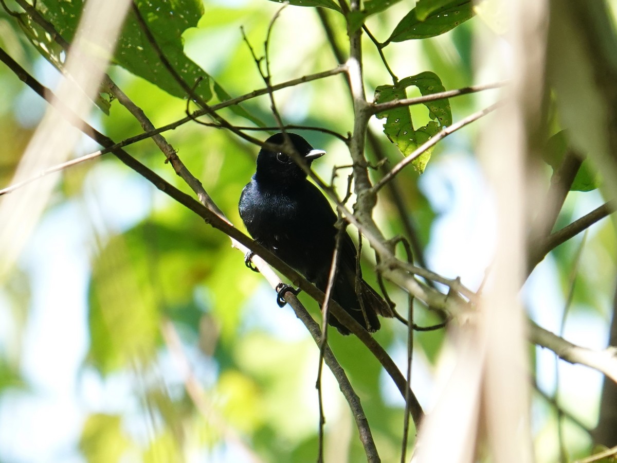 Mussau Flycatcher - Steve Kornfeld