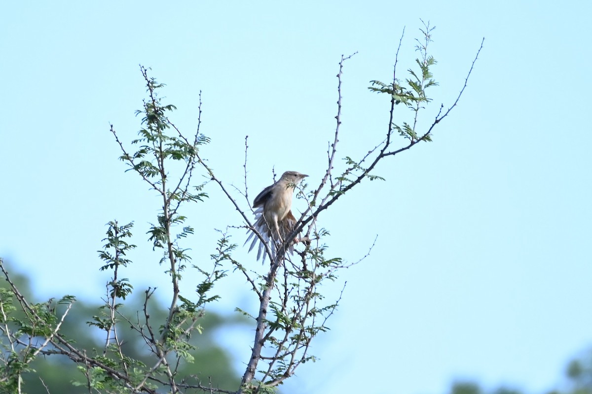 Common Babbler - ML620480782