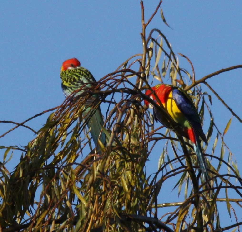 Eastern Rosella - ML620480784