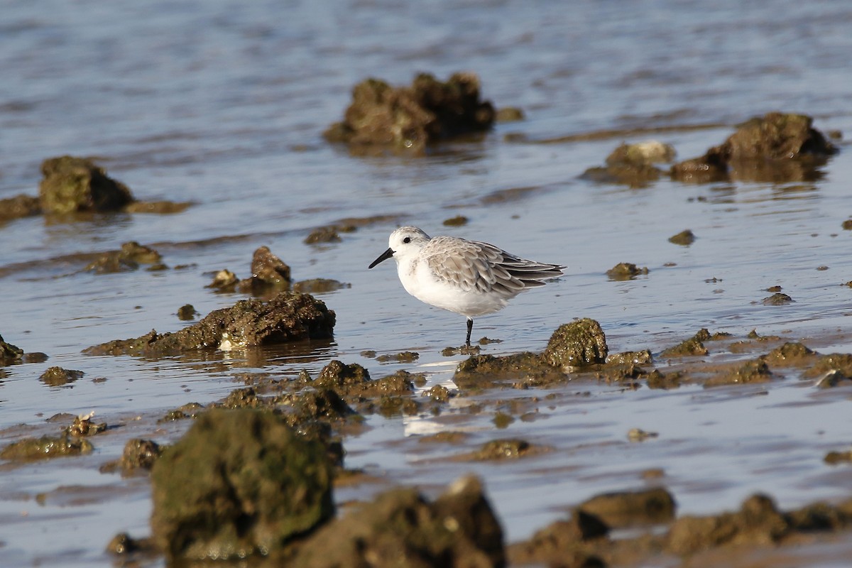 Sanderling - ML620480785